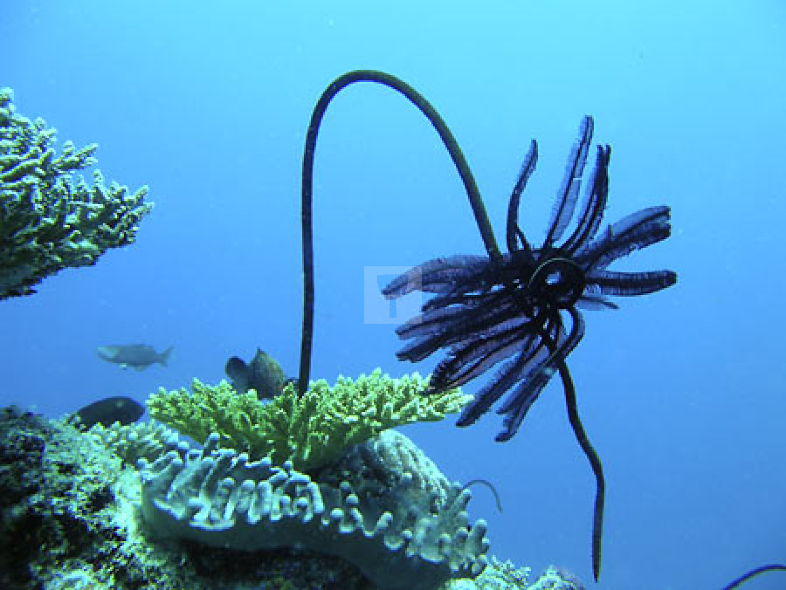 Zeeleties koraal
